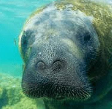 Peixe Boi Brazilian Unique Animal