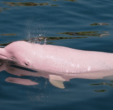 Brazilian Pink Dolphin Amazon