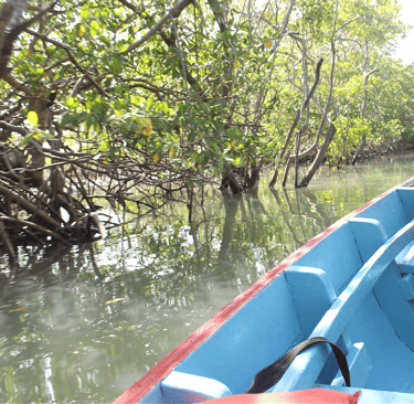 Tour do Cavalo Marinho -Jericoacoara