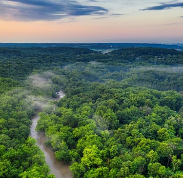 Amazon Forest From Above