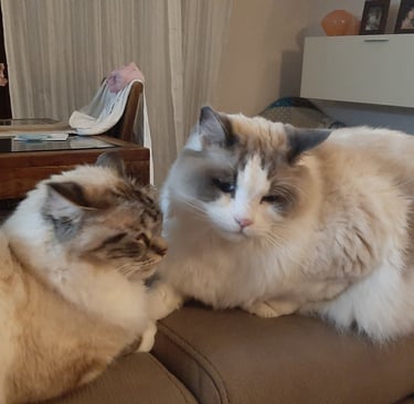 Due gatti ragdoll seduti vicini sul dovano
