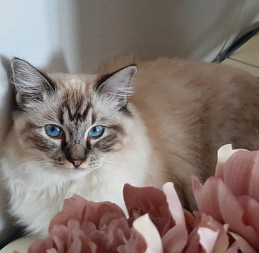 gatta ragdoll con occhi azzurri