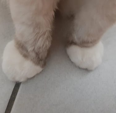 zampe di gatto ragdoll con segni bianchi