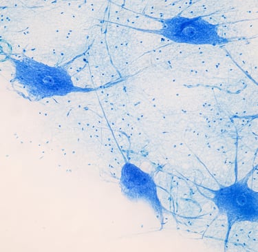 Image of synapses
