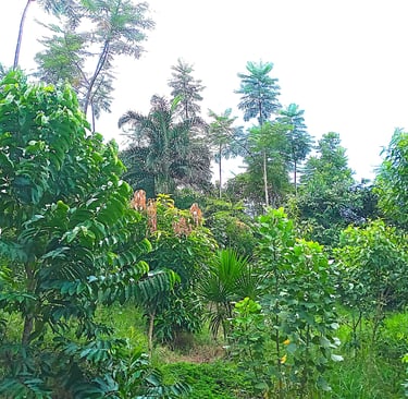 Food Forest in Peru