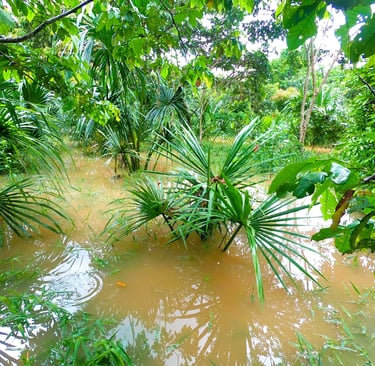 Mauritia flexuosa next to flooded creek