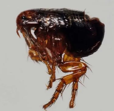 Montreal Cat Flea Guide