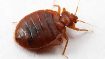 Montreal Spring Bed bug