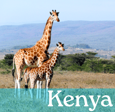 Two giraffes in a grassy plain with the word Kenya written in white