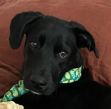Ozzie