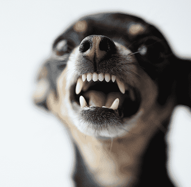 Responsabilidade Civil por Danos Causados por Animais de Estimação: Orientações Legais para Propriet