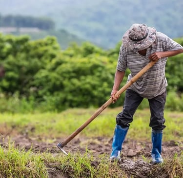 Implicações Legais em Contratos Agrários: Arrendamento e Parceria Rural
