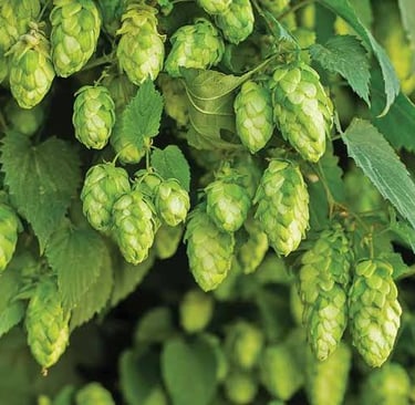 houblon