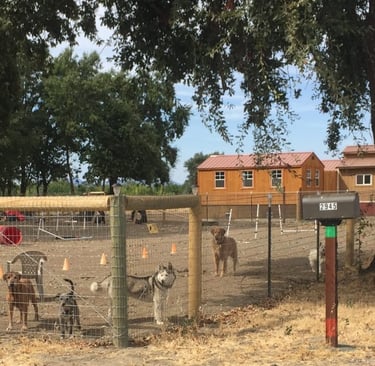 send-rover-on-over-lakeport-yard