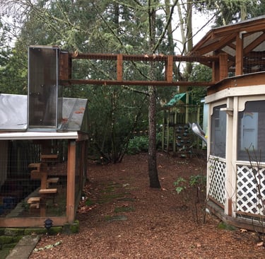 Nico the cat's cat and gazebo getaway