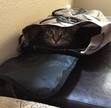 Nico the cat, yoga ninja master