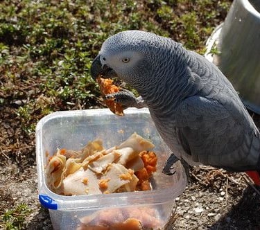 African Grey Parrot Diet