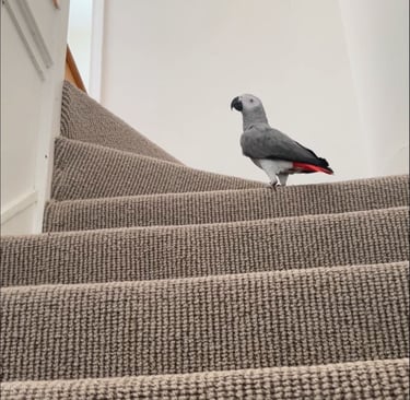 African Grey parrots for adoption
