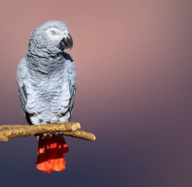parrot breeder near me