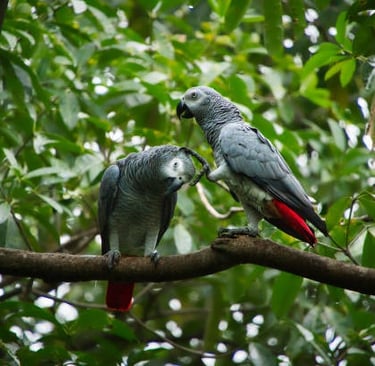 Hand Raised Parrots for Sale