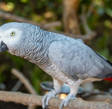 African Grey parrots for adoption