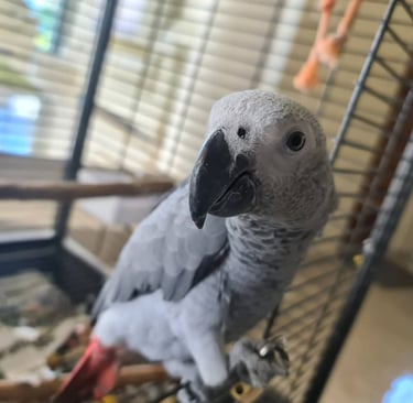 Cheap African Grey parrots for sale