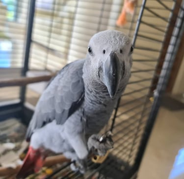 Cheap African Grey parrots for sale