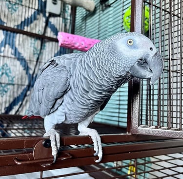 Adopt African Grey near me