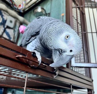 Adopt African Grey near me