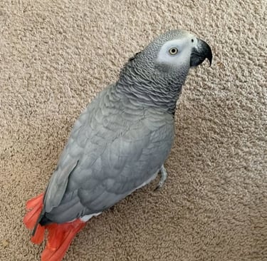 African Grey Parrot for Rehoming