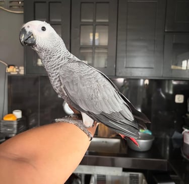African Grey talking parrot for sale