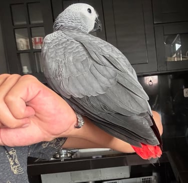 African Grey talking parrot for sale