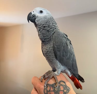 African Grey Parrot for Rehoming