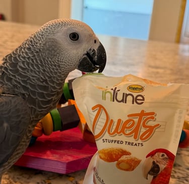 Buy African Grey parrot online