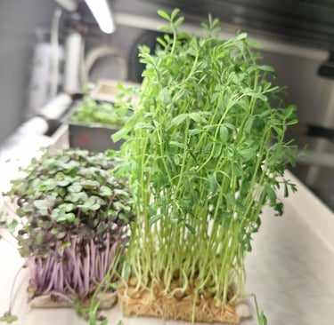 a picture of Early Greens microgreens nursery grow room