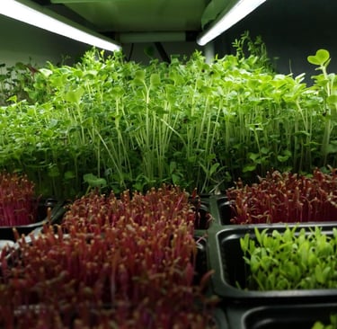 a picture of Early Greens microgreens nursery bed
