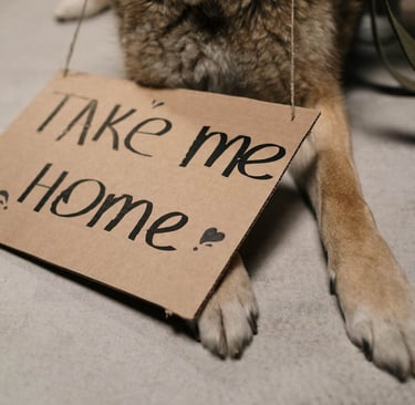 Photo by cottonbro studio: https://www.pexels.com/photo/closeup-of-a-homeless-dog-with-a-message-on-