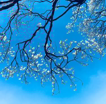 Photo by Nguyen Tran: https://www.pexels.com/photo/cherry-blossom-tree-932409/