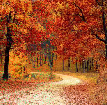 Photo by Pixabay: https://www.pexels.com/photo/red-leaf-trees-near-the-road-33109/
