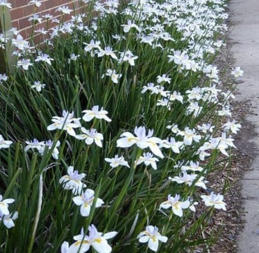 moreia branca