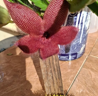 flor de cacto