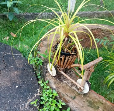 planta pata de elefante vaso bicicleta