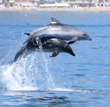 Two bottlenose dolphins jumping together from the ocean water with a coastline background.