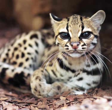 A small margay wild cat with spotted fur resting on wood chips near a hollow log.