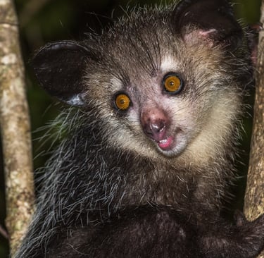 A rare Madagascar aye-aye lemur with large orange eyes and ears climbing a tree at night.