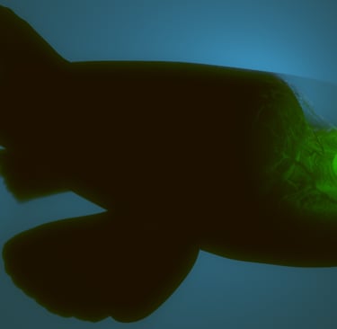 A Barreleye fish with a transparent head and glowing green eyes swimming in deep blue ocean water.