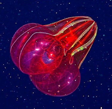A bioluminescent red comb jelly floats in the deep blue ocean water with glowing cilia.