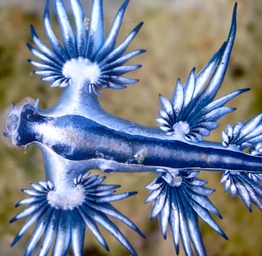A vibrant Glaucus atlanticus blue dragon sea slug floating in shallow coastal water.
