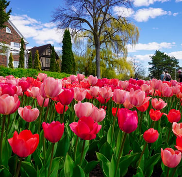 Vibrant pink and red tulips in a spring garden with a brick house and blue sky in the background.