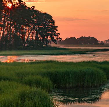 Golden sunrise over a scenic coastal salt marsh with silhouetted pine trees and calm water reflections.